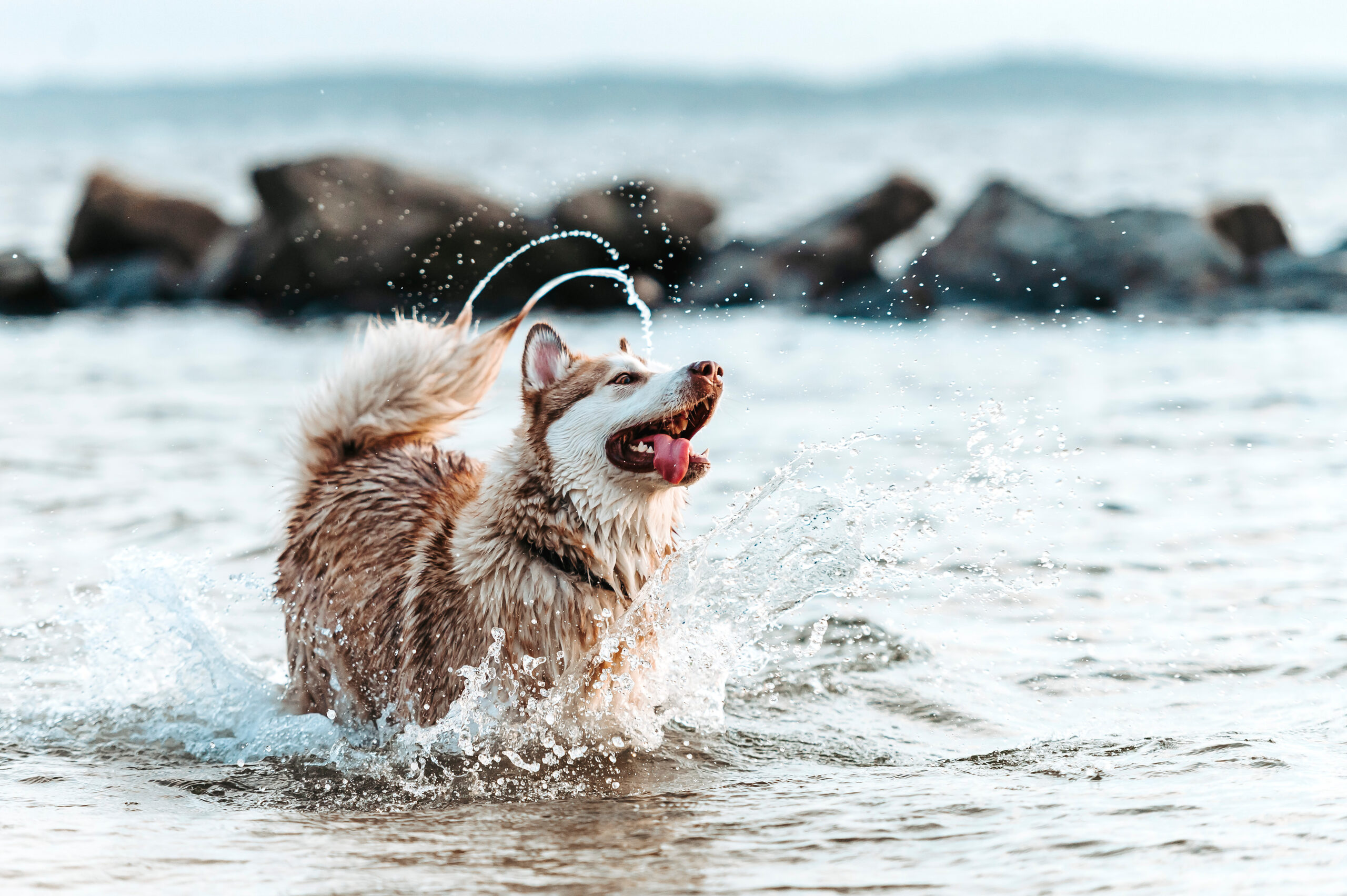 Quels sont les bienfaits des algues pour les animaux de compagnie